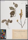 Foto von Salix caprea L.
